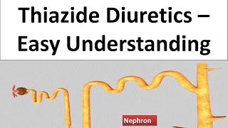 Hydrochlorthoazide Chlorthalidone Thiazide Diuretics  Pharmacology amp MOA How it works [upl. by Reagan]