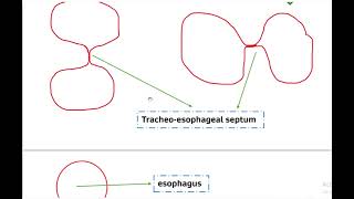 Development of respiratory system part one 1 [upl. by Arianna234]