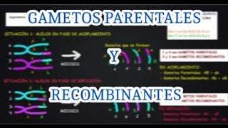 ALELOS EN ACOPLAMIENTO Y EN REPULSIÓN EN DOBLE HETEROCIGOTO [upl. by Silvester]