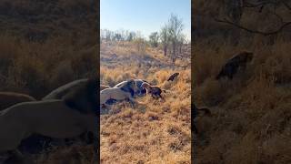 😱Lion Kills Hyena Over Hippo tourism wildlife africansafari africantourism africanfolktale [upl. by Parette]