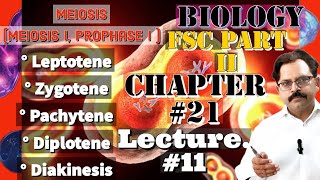 Meiosis I Prophase I  Leptotene Zygotene Pachytene Diplotene Diakinesis FSc 2nd yrLec11 [upl. by Claribel]