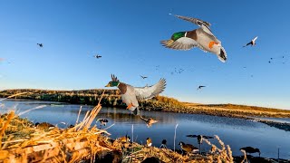 TINY FARM POND DUCK HUNT Limit Clean and Cook [upl. by Madora]