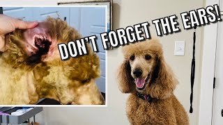 Worst dog ears✋🏼🛑🚨Learn how to prevent itear infection prevention Worst ears to clean ears👏🏼 [upl. by Troy]