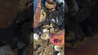 Oyster So Fresh So Delicious fyp oysters fresh food seafood delicious 100kviews [upl. by Lupita115]