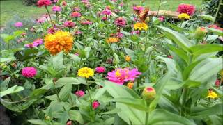 Plant a cutting garden of Zinnias for next year [upl. by Pederson639]