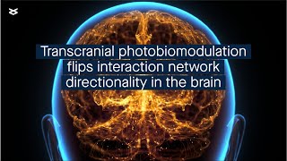 Understanding the dynamic interactions in the human prefrontal cortex [upl. by Julian]