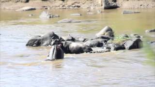 Hippo interferes with crocodile kill during Great Migration [upl. by Ainehs]