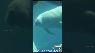 Manatees fish swimming in Water  manatee  Dugong  Sea Cow  samundri gay machhali  समुद्री मछली [upl. by Gisele]