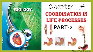 Coordination in Life Process10th Biology Part2 [upl. by Ecirtahs]