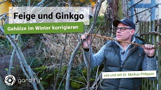 Feige und Ginkgo Gehölze im Spätwinter mit Bambus Draht und Seil korrigieren [upl. by Garrick]