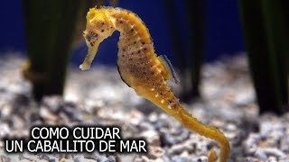 Como CUIDAR un CABALLITO DE MAR  6 Tips  AcuariosLP [upl. by Lajib]