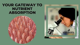 The intestinal villi  Nutrient absorption in the small intestine  iGCSE Biology 91  Educatopia [upl. by Camfort]