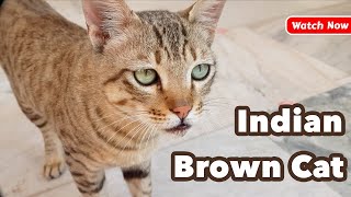 Desi Indian Cat  Indian Street Cat  Brown Cat [upl. by Bowe484]