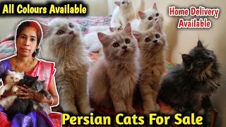 ₹5999 முதல் Persian Cat  யாராலும் தர முடியாது இந்த விலையில் Delivery Available [upl. by Nalo]