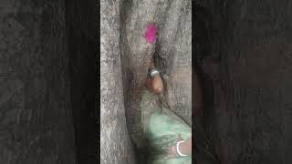 bhakti bhajan temple jaimatadi matarani shortsfeed reels shorts trending viralvideo [upl. by Evelunn]