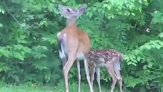 Python attacks the fawn helpless mother tried everything she could but [upl. by Enicul]