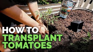 Transplanting Tomatoes 101 Simple amp Fast Method [upl. by Madaras]