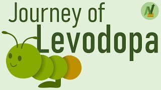 Journey of Levodopa [upl. by Wolsniw]