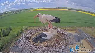 Storchennest Hungen  1 Küken geschlüpft das 2 Küken hat es fast geschafft 🐤🐥  24042024 [upl. by Assisi461]