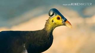 The call of the maleo Macrocephalon maleo [upl. by Ahsa]