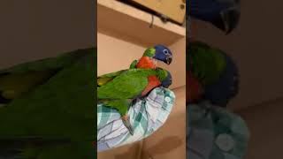 Swainson lorikeet hand feeding babiesbirdslorikeetloveshortsshortviraltrending [upl. by Ehgit156]