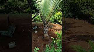 Ravenala madagascariensistravellers palmmonocotyledonous plantFamilyStrelitziaceae [upl. by Suiluj]