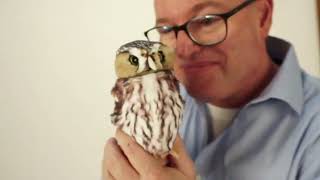 Folkmanis® Pygmy Owl Puppet Demo [upl. by Gideon]