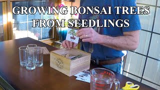 How To Grow Bonsai Trees From Seed [upl. by Moriah]