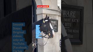 Adorable HORSE🥰 Listening and Alert ❗️ kingsguard horse horseguardsparade londonwalk guard [upl. by Mellen582]