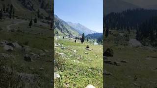 The Forests of MinimargDomel Exploring Astore Minimarg Gilgit Baltistan [upl. by Eerolam]