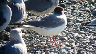 Swallowtailed Gull [upl. by Evelc]