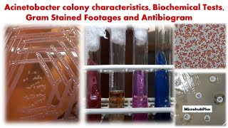 Acinetobacter colony characteristics Biochemical Tests Gram Stained Footages and Antibiogram [upl. by Danyluk849]