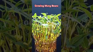 Growing Mung Beans Time Lapse Shorts [upl. by Fawnia]