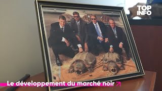 TOP INFO  Trafic d’animaux exotiques aux EtatsUnis  toujours plus extrême [upl. by Tedi]