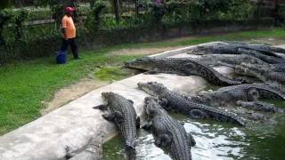 Crocodile Feeding at Langkawi Crocodile Farm [upl. by Dlarej578]