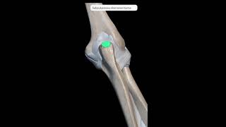 Elbow joint anatomy I Joint Capsule Ligaments Bursa Movements Blood Nerve Supply I 3D Animation [upl. by Eanom]