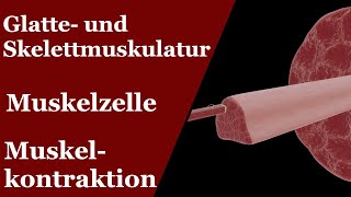 Muskeln  Muskelzelle und Kontraktion Gleitfilamenttheorie [upl. by Socem208]