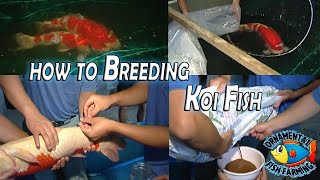 How to Breed Koi Carp Fish and Take Care of Baby Koi  Japanese koi Fish Farm [upl. by Deb63]