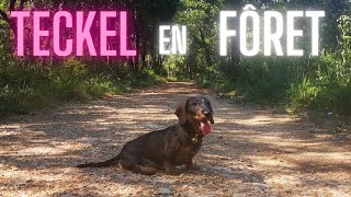 Teckel Nain Poil Dur en Fôret 🌲 [upl. by Land]