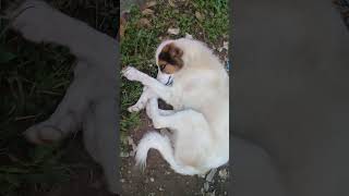 Stray dogs in evening  White Stray dog relaxing in grass  Black Cat amp Goat  Birds trending vlog [upl. by Nitniuq]