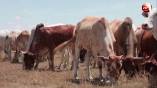 Stakeholders support establishment of livestock regulatory board [upl. by Primaveria459]