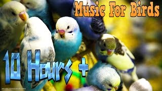 10 Hours  Calming Music For Birds  Budgies  Relaxing Music to Tame your Birds 3 [upl. by Aetnuahs]