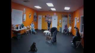 Puppy Kindergarten Group Classes with Urban Dawgs [upl. by Finzer]