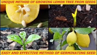 Unique Method Of Growing Lemon Tree From Seed  Easy Way Of Germinating Seed seedtosproutgardening [upl. by Martella]