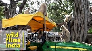 Langurs try to drive John Deere tractor in India [upl. by Kipp478]