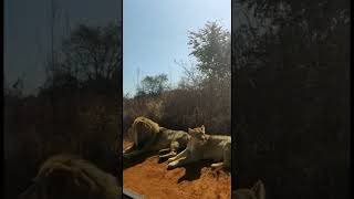 Kruger national parkAfrica [upl. by Nnahtur]