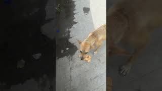 ❤🐕🐈Madhat chotte he sahe lekhin jarur krna chaheya help shortlove [upl. by Roswald849]