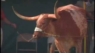 BEVO  Texas Longhorns Mascot  Traditions Tailgate Rivals [upl. by Arenat344]