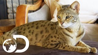 The Savannah The Largest Domestic Cats in the World  Cats 101 [upl. by Ettelrats]