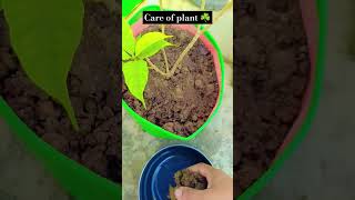 Phulo wale plants ko kaun si khad or kaise de☘️🪴🌺shortsplant care🪴organic [upl. by Ardrey]